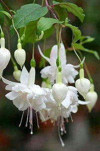 White Double Petals Fuchsia Flower Seeds for Planting Easy to Grow Heirloom & GMO Free Seeds for Home Garden
 
 Sale