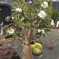 White Pachypodium Lamerei Flower seeds for Planting - Garden Favorite, Heirloom & GMO Free Seeds for Home Garden