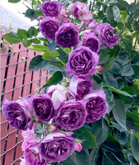 Purple Climbing Rose Flower Seeds for Planting Vibrant Colors Heirloom & GMO Free Seeds for Home Garden
 
 Sale