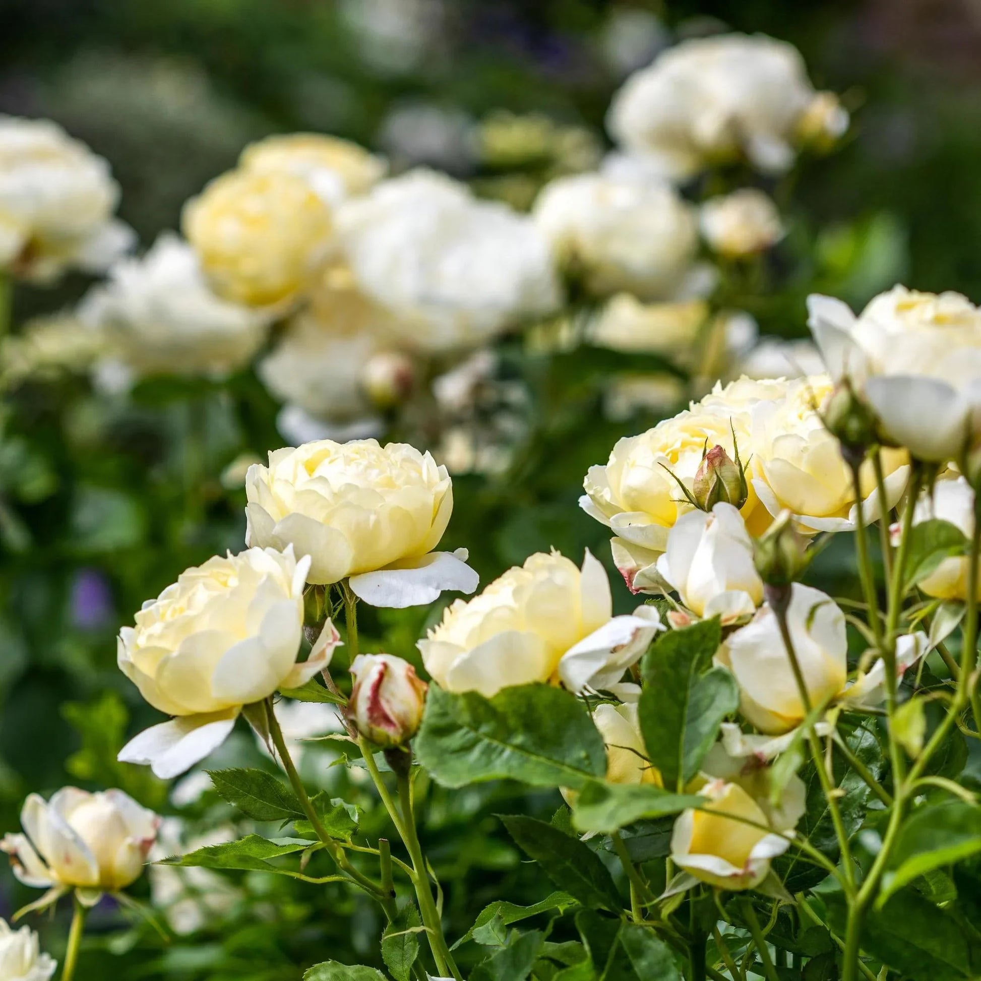 Cream Climbing Perennial Rose Flower Seeds for Planting Cut Flower Favorite Heirloom & GMO Free Seeds for Home Garden
 
 Sale