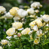 Cream Climbing Perennial Rose Flower Seeds for Planting Cut Flower Favorite Heirloom & GMO Free Seeds for Home Garden
 
 Sale