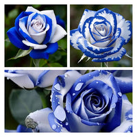 White Blue Rose Flower seeds for Planting Easy to Grow Heirloom & GMO Free Seeds for Home Garden