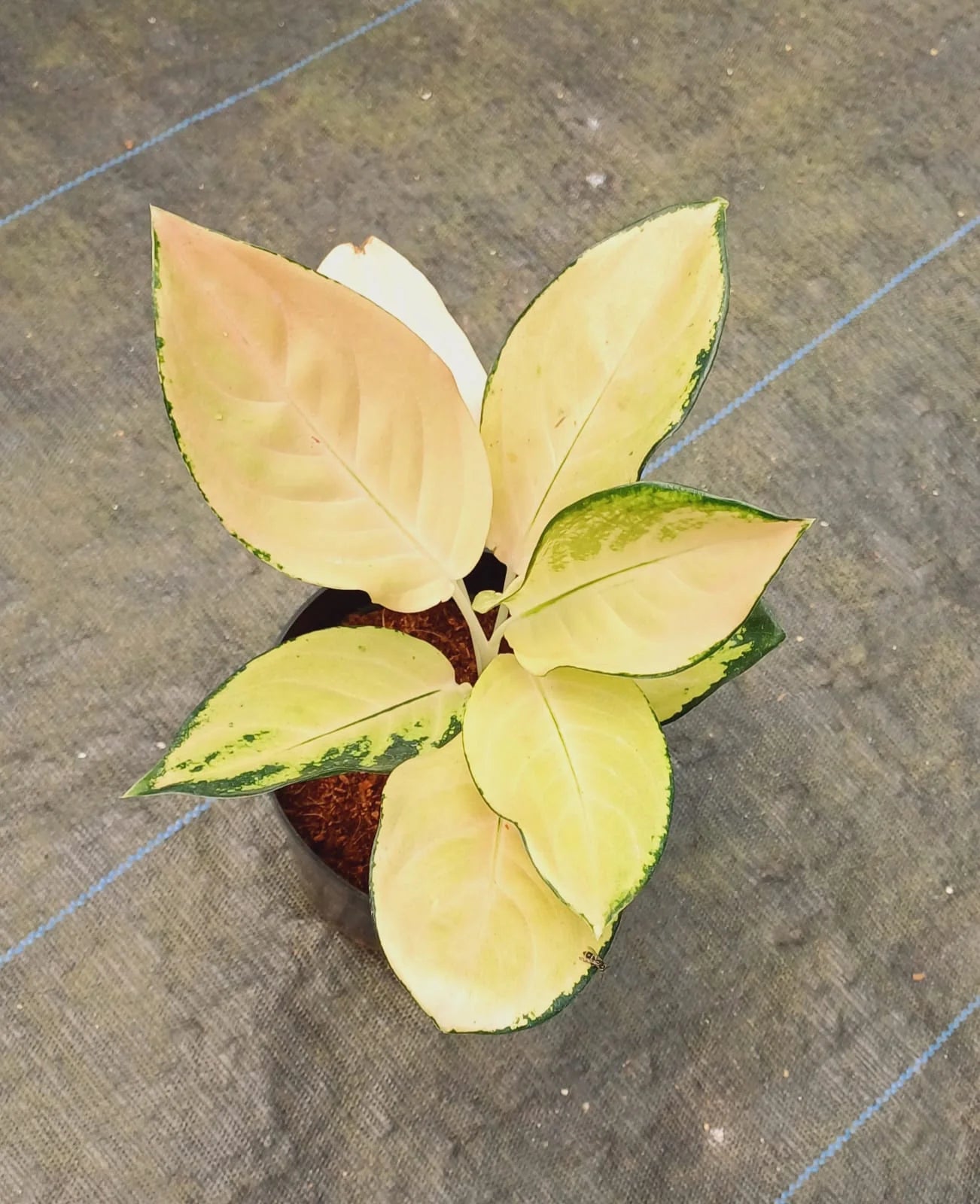 Yellow Aglaonema Flower seeds for Planting - Compact Growth, Heirloom & GMO Free Seeds for Home Garden