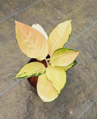 Yellow Aglaonema Flower seeds for Planting - Compact Growth, Heirloom & GMO Free Seeds for Home Garden