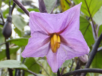 Lavender Eggplant Flower seeds for Planting - Long Bloom Season, Heirloom & GMO Free Seeds for Home Garden