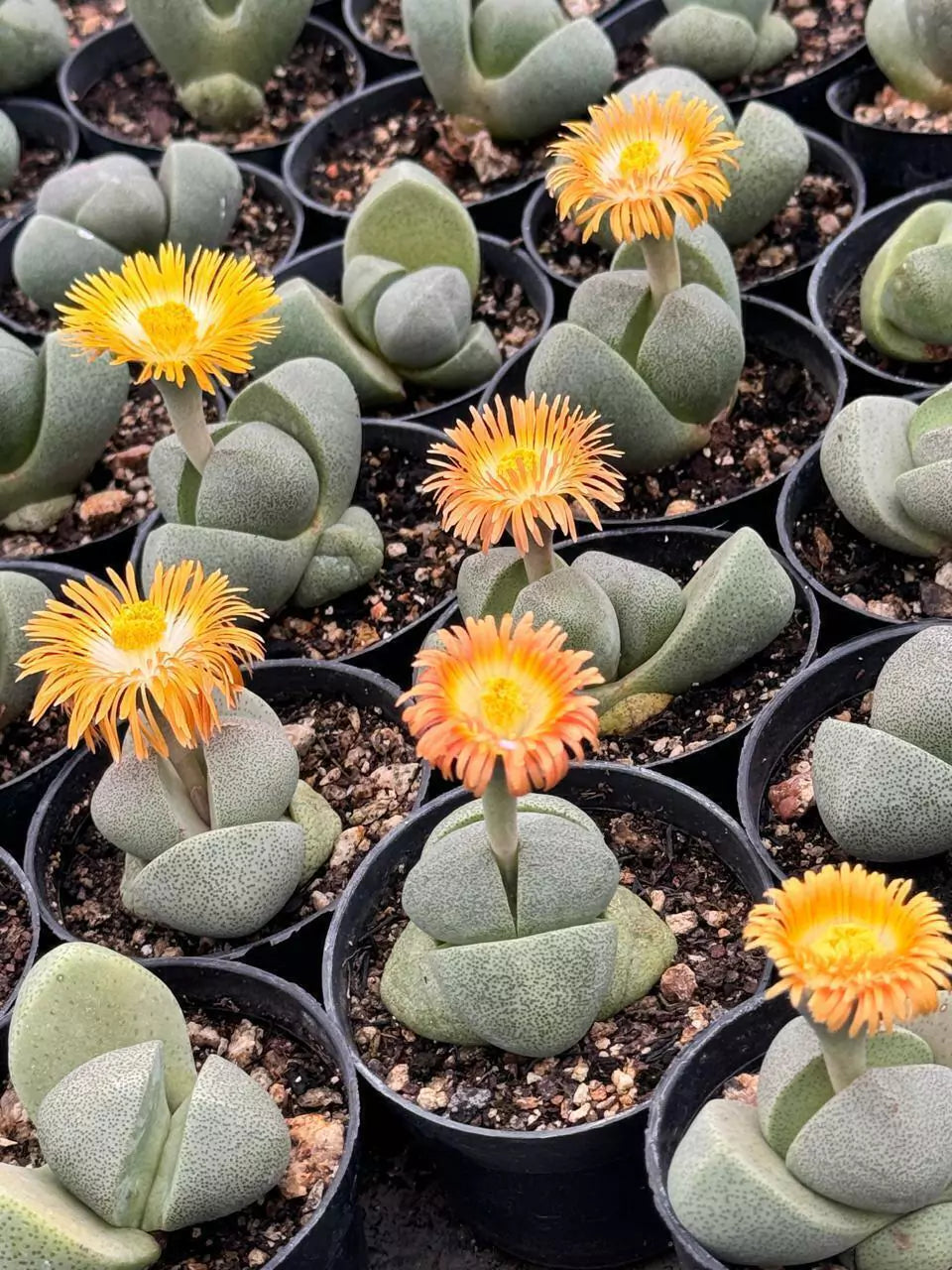 Pleiospilos Flower seeds for Planting Cottage Garden Essential Heirloom & GMO Free Seeds for Home Garden 
 
 Sale