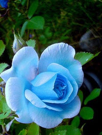 Light Blue Osiria Rose Flower seeds for Planting - Shade Tolerant, Heirloom & GMO Free Seeds for Home Garden