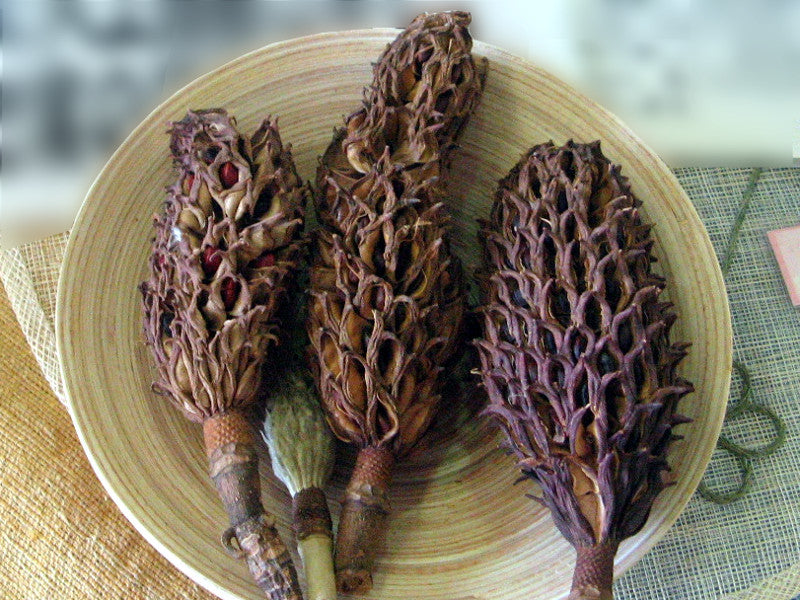 Black Strongylodon Macrobotrys Flower Seeds Long Bloom Season Heirloom NonGMO Organic Garden Seeds for Planting
 
 Sale