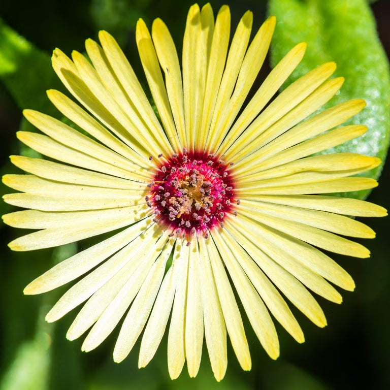 Yellow Red Ice Flower Seeds for Planting - Vibrant Annual Blooms