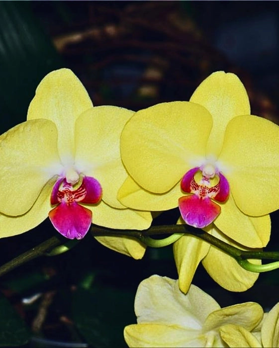 Light Green Phalaenopsis Orchid Flower Seeds for Planting Cut Flower Favorite Heirloom & GMO Free Seeds for Home Garden
 
 Sale