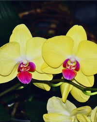 Light Green Phalaenopsis Orchid Flower Seeds for Planting Cut Flower Favorite Heirloom & GMO Free Seeds for Home Garden
 
 Sale