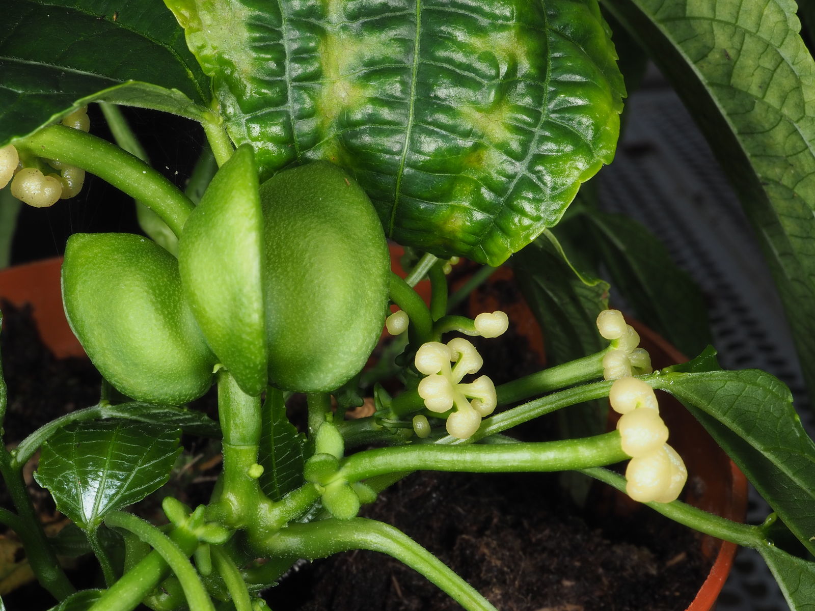 Plukenetia Flower seeds for Planting Colorful Display Heirloom & GMO Free Seeds for Home Garden