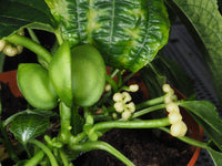 Plukenetia Flower seeds for Planting Colorful Display Heirloom & GMO Free Seeds for Home Garden