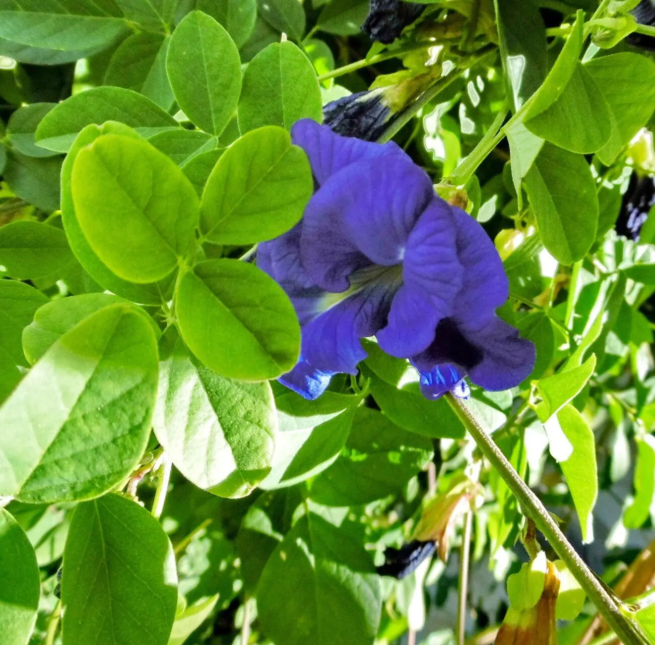 Planting Guide for Blue Clitoria Flower Seeds