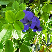 Planting Guide for Blue Clitoria Flower Seeds