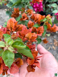 Brown Bougainvillea Flower seeds for Planting - Premium Quality, Heirloom & GMO Free Seeds for Home Garden