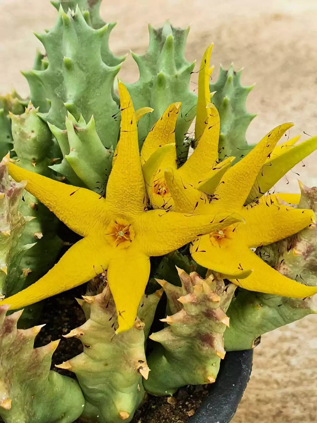 Orbea Lutea Succulent Flower seeds for Planting Low Maintenance Heirloom & GMO Free Seeds for Home Garden
