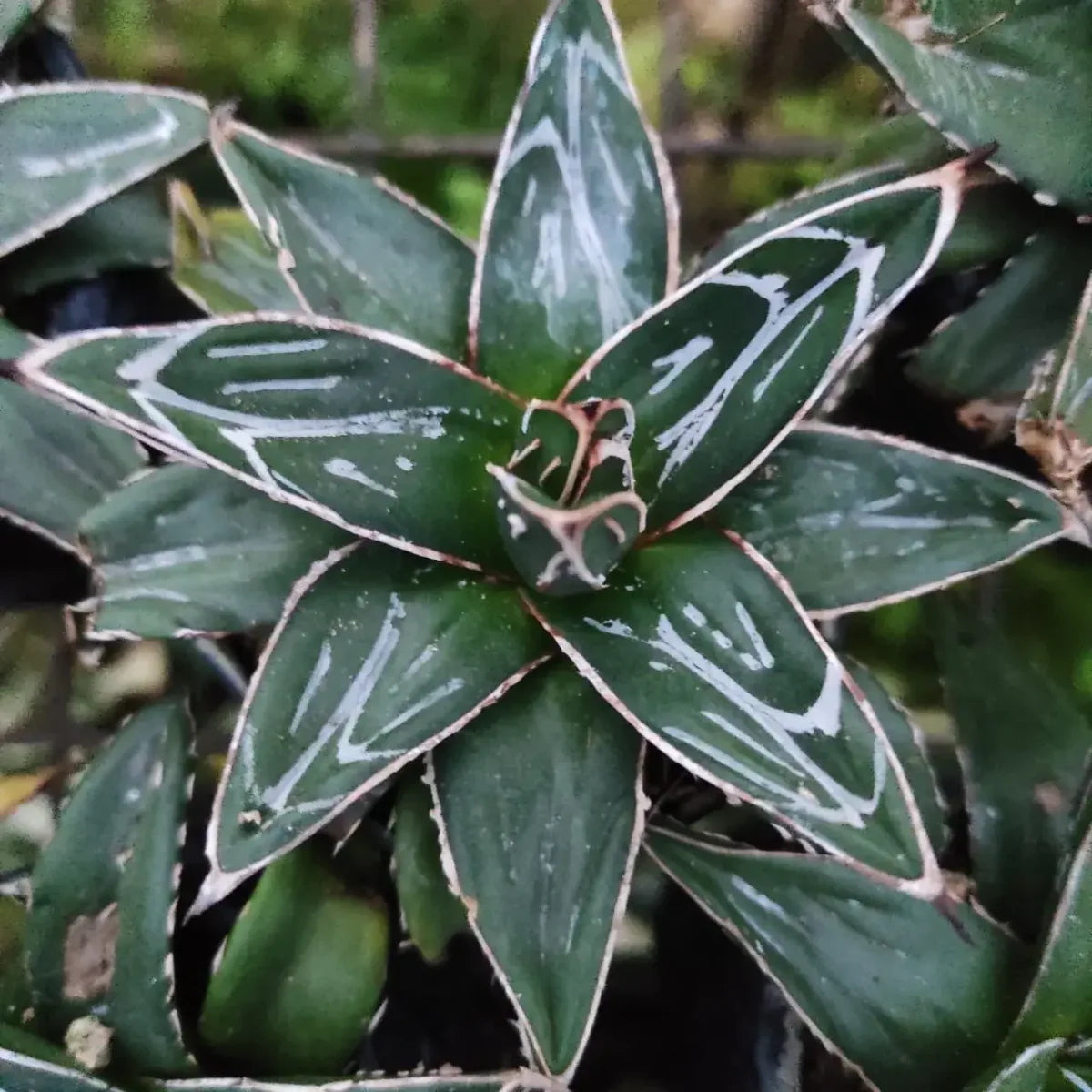 Green Victoria Agave Flower seeds for Planting - Pollinator Friendly, Heirloom & GMO Free Seeds for Home Garden