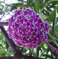 Violet Hoya Flower seeds for Planting Cottage Garden Essential Heirloom & GMO Free Seeds for Home Garden 
 
 Sale