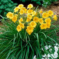 Fresh Rare Hybrid Daylily Seeds, Hemerocallis Lily Indoor Bonsai, Garden Plants