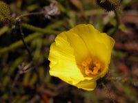 Drosophyllum Flower seeds for Planting Easy to Grow Heirloom & GMO Free Seeds for Home Garden