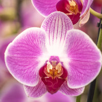 Pink Butterfly Orchid Flower seeds for Planting - Fragrant Blossoms, Heirloom & GMO Free Seeds for Home Garden