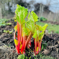 Ruibarbo Plant Seeds for Gardening and Planting: Grow Your Own Delicious Rhubarb!