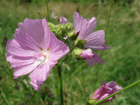 Pink Musk Mallow Flower seeds for Planting - Cottage Garden Essential, Heirloom & GMO Free Seeds for Home Garden