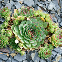 Hens and Chicks Flower seeds for Planting - Sun Loving, Heirloom & GMO Free Seeds for Home Garden