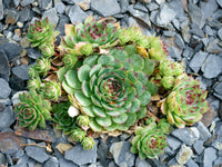 Green Sempervivum Flower seeds for Planting - Perfect for Borders, Heirloom & GMO Free Seeds for Home Garden