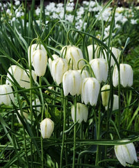White Imperial Wang Fritillaria Flower Seeds for Planting Colorful Display Heirloom & GMO Free Seeds for Home Garden
 
 Sale