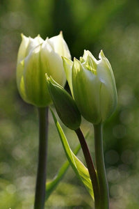 Tulip Green Flower seeds for Planting - Perfect for Borders, Heirloom & GMO Free Seeds for Home Garden