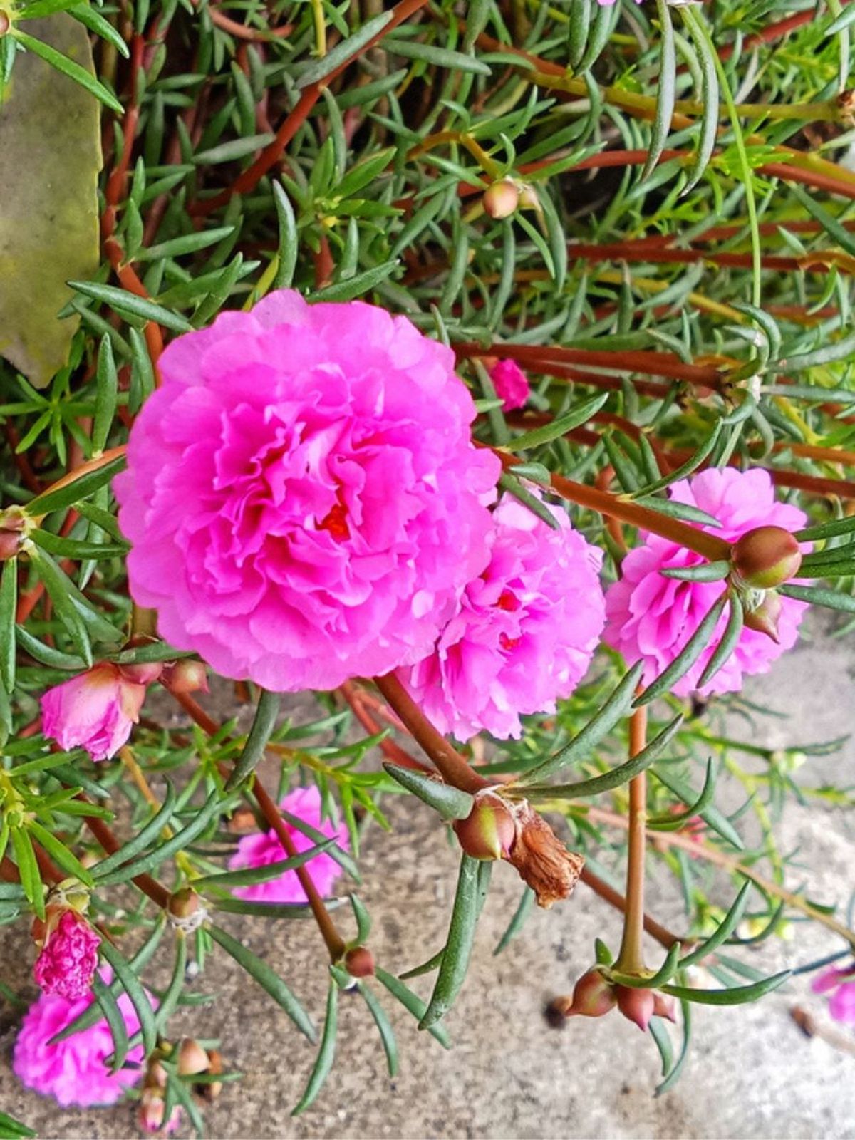 Pink Portulaca Flower seeds for Planting - Cut Flower Favorite, Heirloom & GMO Free Seeds for Home Garden