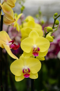 Yellow Phalaenopsis Orchid Flower seeds for Planting Fragrant Blossoms Heirloom & GMO Free Seeds for Home Garden
 
 Sale