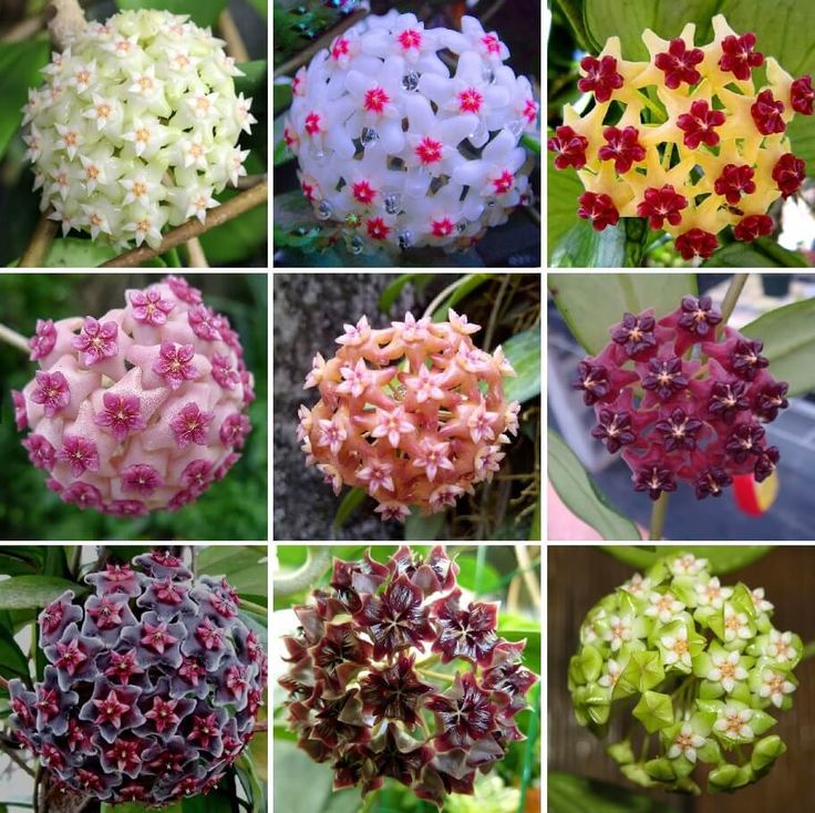 Hoya Flower seeds for Planting Garden Favorite Heirloom & GMO Free Seeds for Home Garden