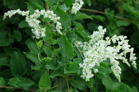 Fallopia Multiflora Flower seeds for Planting - Low Maintenance, Heirloom & GMO Free Seeds for Home Garden
