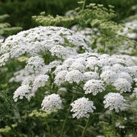 Ammi Majus Flower seeds for Planting Easy to Grow Heirloom & GMO Free Seeds for Home Garden
 
 Sale