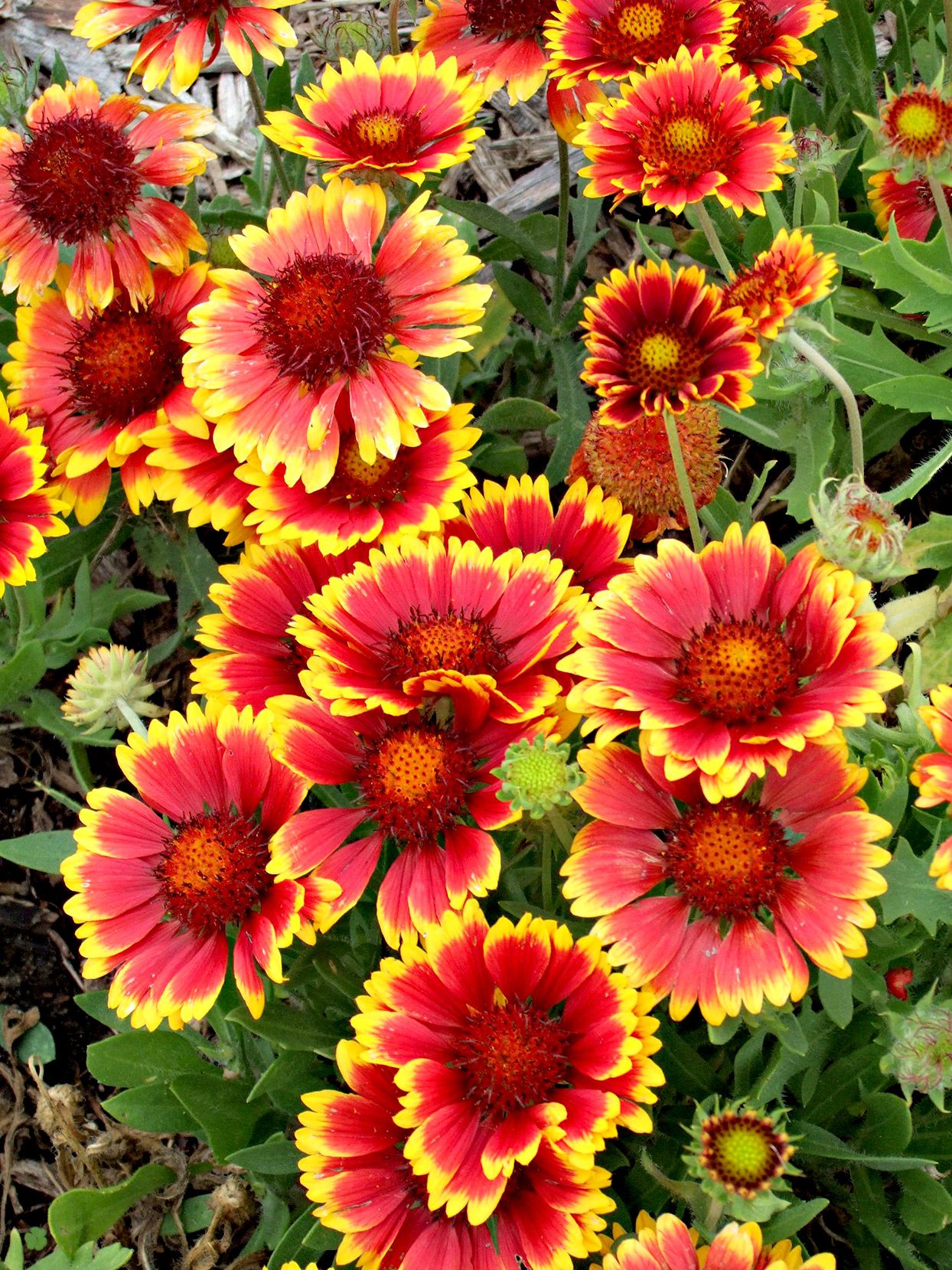 Gaillardia Flower seeds for Planting Compact Growth Heirloom & GMO Free Seeds for Home Garden