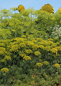 Fast-growing Bouquet Dill seeds outdoor gardening