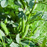 Fava Bohnen seeds for home garden planting, non-GMO