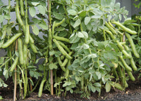 Young Fava Bohnen seedlings ready for transplant