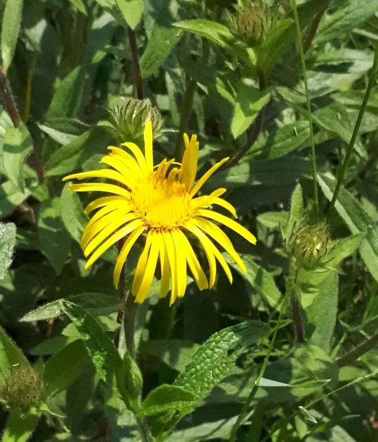 Enula Asteraceae Flower seeds for Planting - Colorful Display, Heirloom & GMO Free Seeds for Home Garden