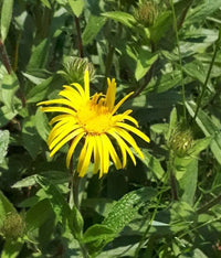 Enula Asteraceae Flower seeds for Planting - Colorful Display, Heirloom & GMO Free Seeds for Home Garden