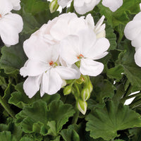 White Geranium Pelargonium Flower seeds for Planting - Drought Tolerant, Heirloom & GMO Free Seeds for Home Garden