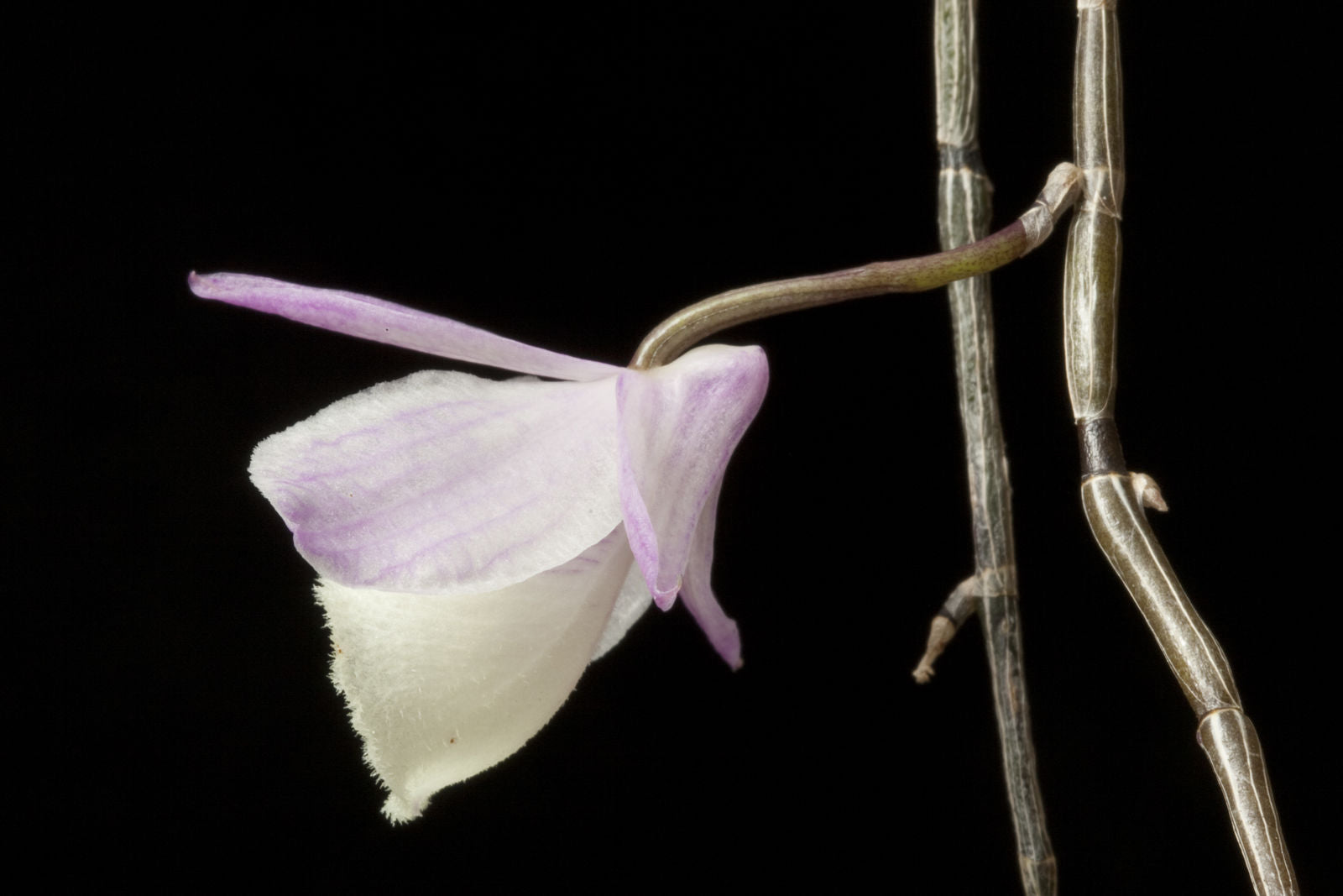 Dendrobium Aphyllum Flower seeds for Planting Long Bloom Season Heirloom & GMO Free Seeds for Home Garden