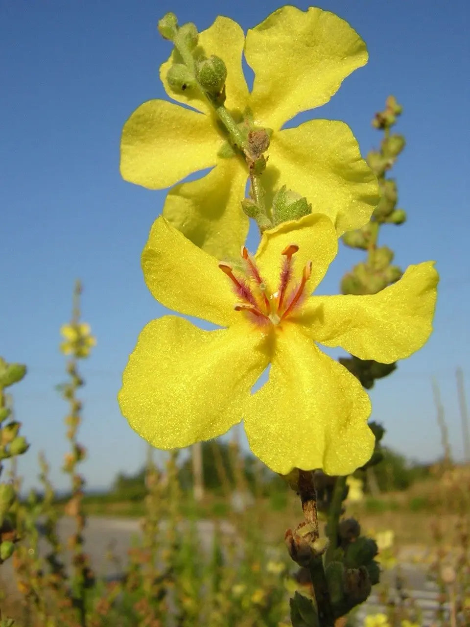 Yellow Verbascum Flower Seeds for Planting