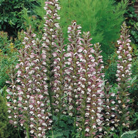 Breeches Flower seeds for Planting - Perfect for Borders, Heirloom & GMO Free Seeds for Home Garden