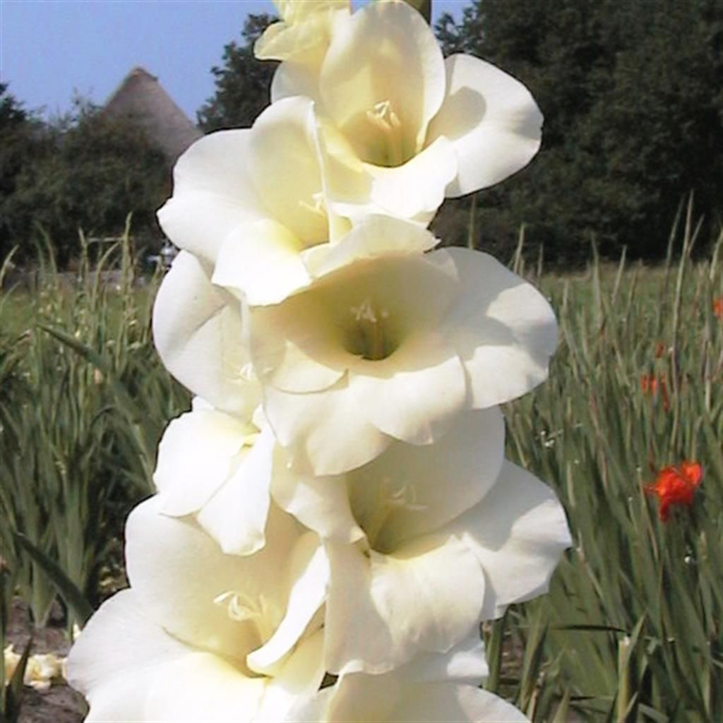 Cream White Gladiolus Flower seeds for Planting Full Bloom Heirloom & GMO Free Seeds For Home Garden 
 
 Sale