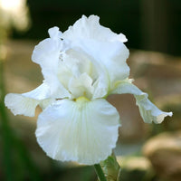 White Germanica Flower Seeds for Planting - Elegant Blooms for Your Garden
