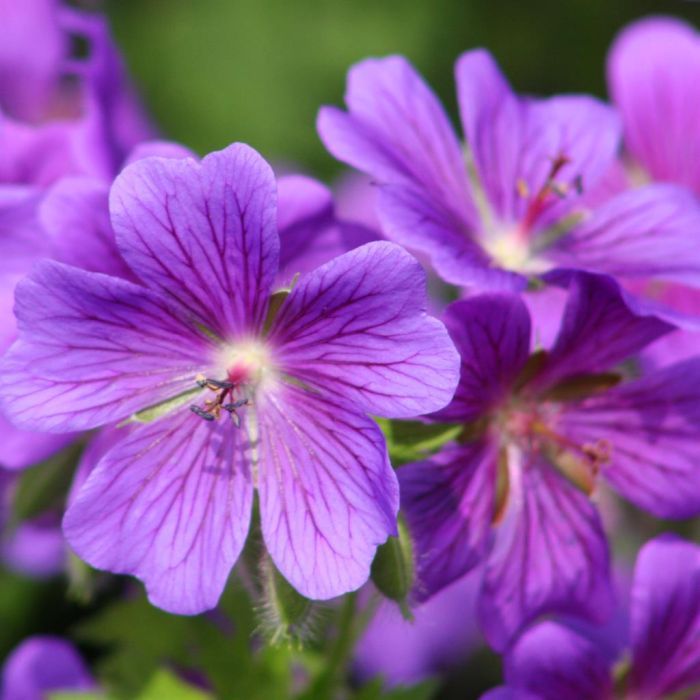 Geranium Flower seeds for Planting - Wildflower Mix, Heirloom & GMO Free Seeds for Home Garden
